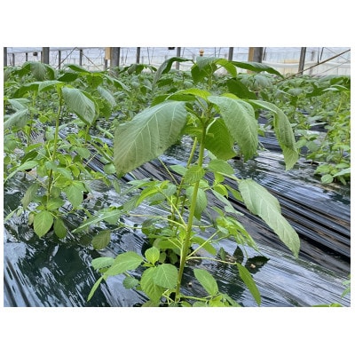 佐賀県産　【初穫れ】ハウスモロヘイヤ　1kg(100g×10袋)