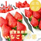 【濃厚苺いちごさん】約1kg 沢山の日光を浴びた苺!《2026年2月より順次発送予定》