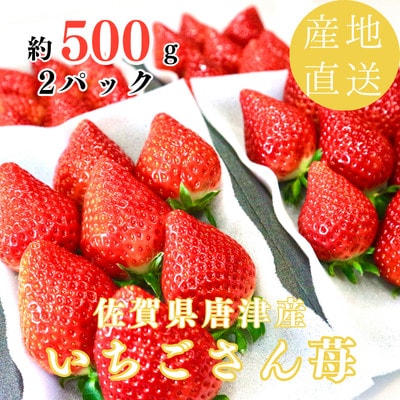 【濃厚苺いちごさん】約500g 沢山の日光を浴びた苺!《2026年2月より順次発送予定》