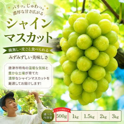 【濃厚芳醇】シャインマスカット500g 佐賀県唐津産 2026年9月より順次発送/先行受付