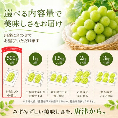 【濃厚芳醇】シャインマスカット500g 佐賀県唐津産 2026年9月より順次発送/先行受付