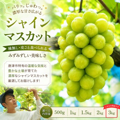 【濃厚芳醇】シャインマスカット 3kg 佐賀県唐津産　2026年9月より順次発送/先行受付