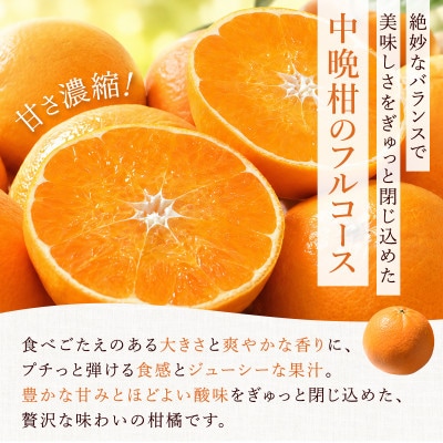 にじゅうまる 5kg_[先行予約 2027年3月出荷予定] 佐賀県産【高級柑橘みかん】