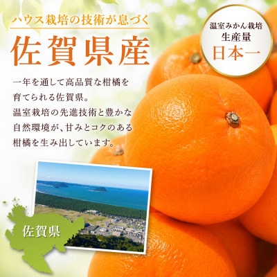 【さとふる限定】【訳あり】不知火5kg 佐賀県産 先行受付【2027年1月より出荷予定】