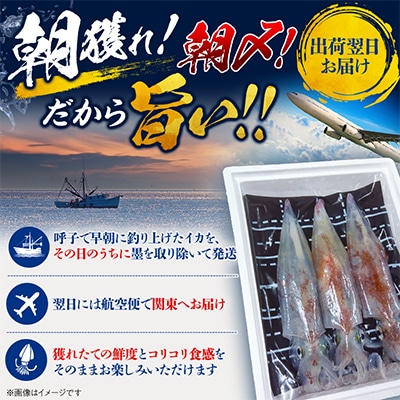 【関東限定】鮮度抜群!呼子の朝獲れイカ 約1kg(6～7人前)【さとふる限定】