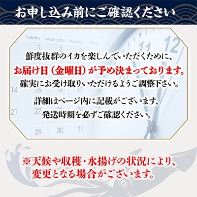 【関東限定】鮮度抜群!呼子の朝獲れイカ 約1kg(6～7人前)【さとふる限定】