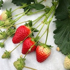 古都に咲く真っ赤な華いちご「古都華」(270g以上/5L~4Lサイズ/6~8粒)×2P 化粧箱入り