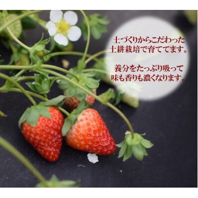 古都に咲く真っ赤な華いちご「古都華」(270g以上/5L～4Lサイズ/6～8粒)×2P　化粧箱入り