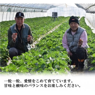 古都に咲く真っ赤な華いちご「古都華」(270g以上/3L～2Lサイズ/9～11粒)×2P　化粧箱入り