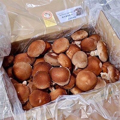 【2022年6月下旬以降発送】福が住む里　原木しいたけ1.0㎏