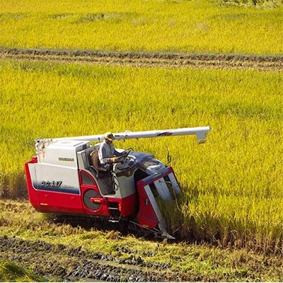 【令和7年10月中旬以降発送】ひのひかり(奈良県天理産)精米10㎏【令和7年産】(一等米)
