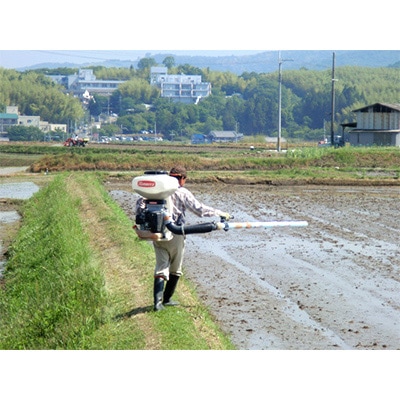 【毎月定期便】ひのひかり精米10kg(一等米)全4回