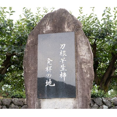 まるで果物そのもののような松田果樹園+自慢の柿のジェラート。16個セット