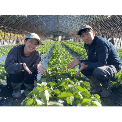 〈農家直送〉奈良県産いちご新品種【奈乃華(なのか)】2パック