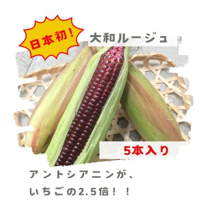 先行予約【2026年7月上旬頃から順次発送】天理市産・大和ルージュ 5本セット(1kg以上)