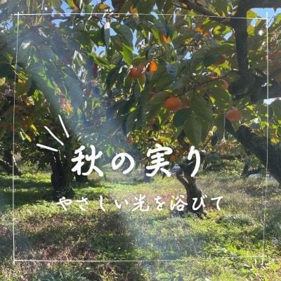 訳あり【令和8年10月下旬より順次発送】たねなし柿L～2Lサイズ(16～18個入り)