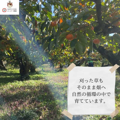 【令和8年10月より順次発送】たねなし柿L～2Lサイズ(16～18個入り)