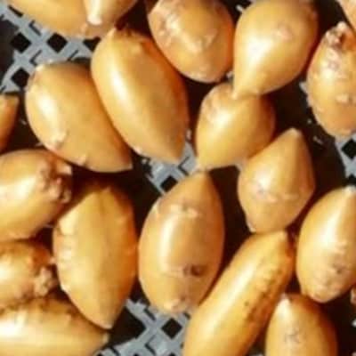 天理市産　栄養満点　アピオス　600g