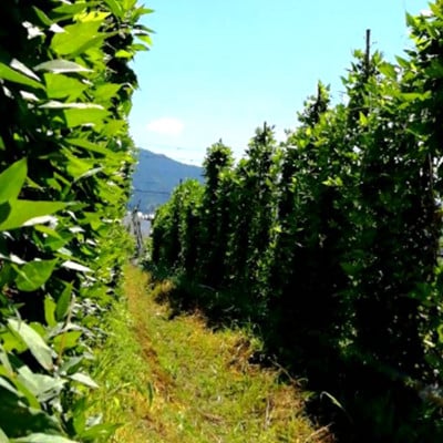 天理市産　栄養満点　アピオス　600g
