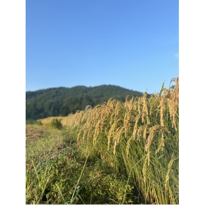 【さとふる限定】令和7年産奈良県大和高原産　コシヒカリ玄米 30kg