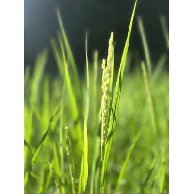 【さとふる限定】令和7年産奈良県大和高原産　コシヒカリ玄米 30kg