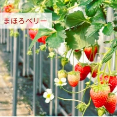 奈良県産いちごの食べ比べセット