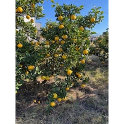 八朔10kgご家庭用