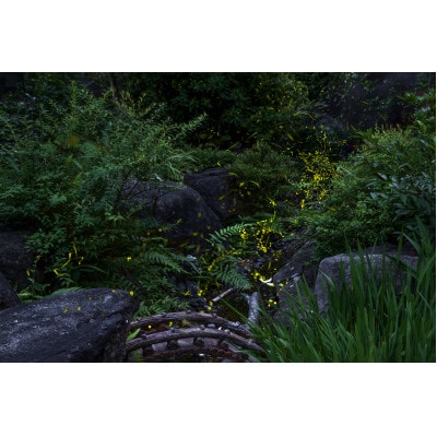 天理の風景5『 THE GARDEN OF DELIGHT 』2Lメタルグラフィックアート