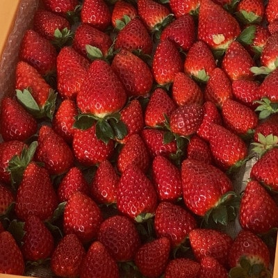 内浦いちご農園　古都華　270g×2パック