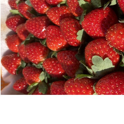 内浦いちご農園　古都華　270g×2パック