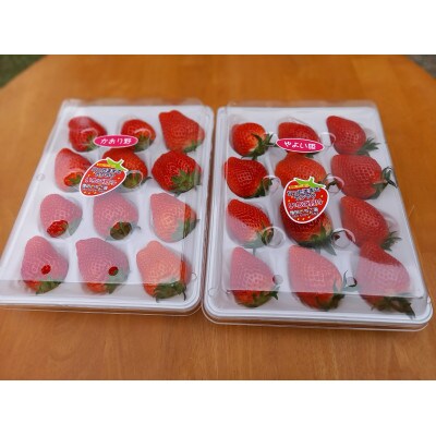 増田いちご園の大粒いちご　12粒×2パック