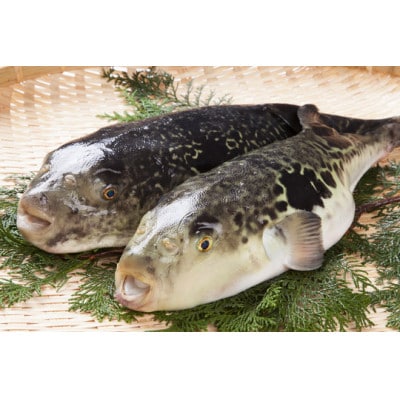 天然とらふぐちり鍋セット(600～700g)千葉県大原産