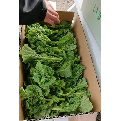 春を告げる　いすみの菜花(農福連携・勝ち草)
