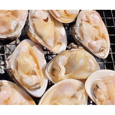 天然はまぐり約3kg (千葉県産)