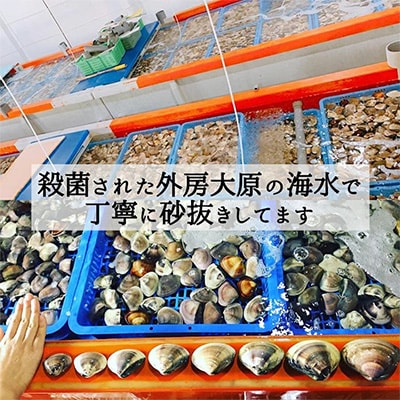 天然はまぐり約3kg (千葉県産)