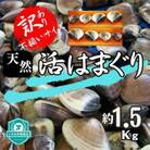 (( 訳あり ))　天然活はまぐり約1.5kg