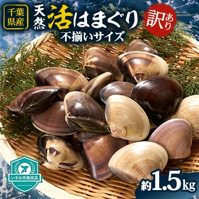 (( 訳あり ))　天然活はまぐり約1.5kg