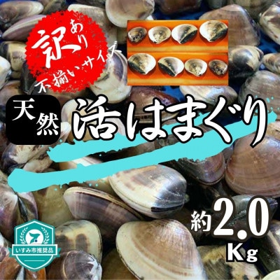 (( 訳あり ))　天然活はまぐり　約2.0kg