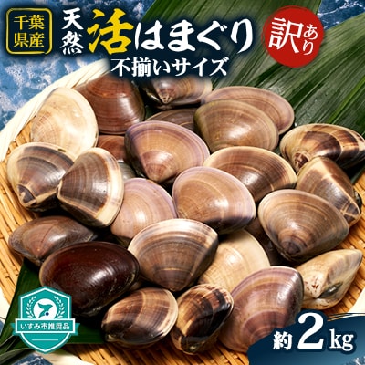 (( 訳あり ))　天然活はまぐり　約2.0kg
