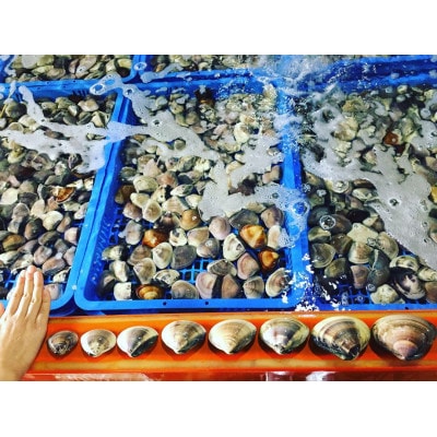 (( 訳あり ))　天然活はまぐり　約2.0kg