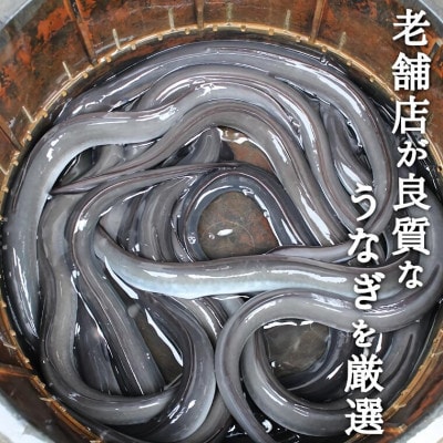 鰻の老舗　千葉県いすみ市藤井のうなぎ白焼き(5匹)
