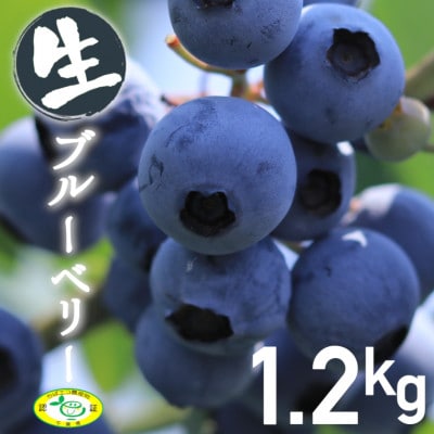 いすみのブルーベリー