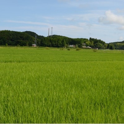 【令和5年産】　ふっくら大粒　千葉県いすみ市産粒すけ　精米10kg(5kg×2袋)