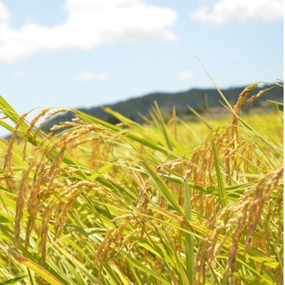 【令和5年産】　ふっくら大粒　千葉県いすみ市産粒すけ　精米5kg