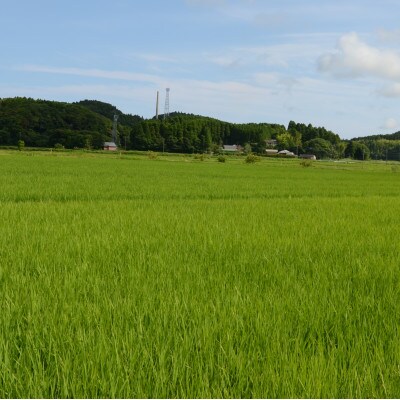 【令和5年産】　ふっくら大粒　千葉県いすみ市産粒すけ　精米5kg