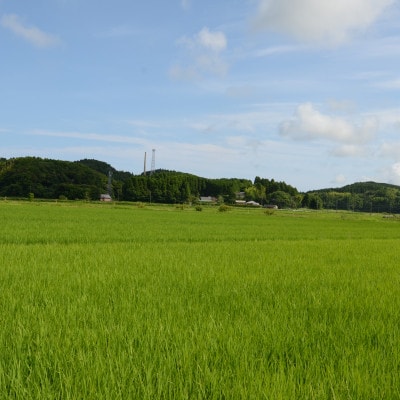 【JAいすみオリジナル】千葉県いすみ市産コシヒカリブレンド　精米10kg(5kg×2袋)