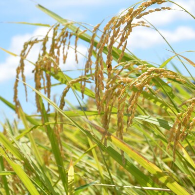 【JAいすみオリジナル】千葉県いすみ市産コシヒカリブレンド　精米10kg(5kg×2袋)