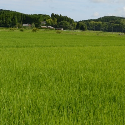 【千葉県いすみ市産】コシヒカリブレンド　精米20kg(10kg×2袋)