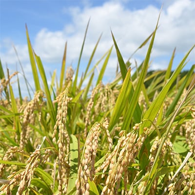 【千葉県いすみ市産】コシヒカリブレンド　精米10kg(5kg×2袋)