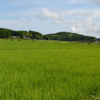 【令和7年産米】　ふっくら大粒　千葉県いすみ市産粒すけ　精米10kg(5kg×2袋)